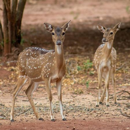 ホテル Yala Eco Bush Camp エクステリア 写真