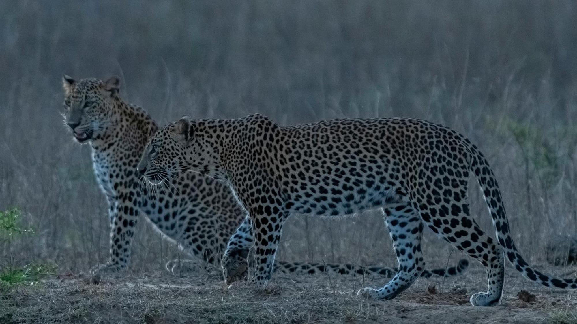 ホテル Yala Eco Bush Camp エクステリア 写真