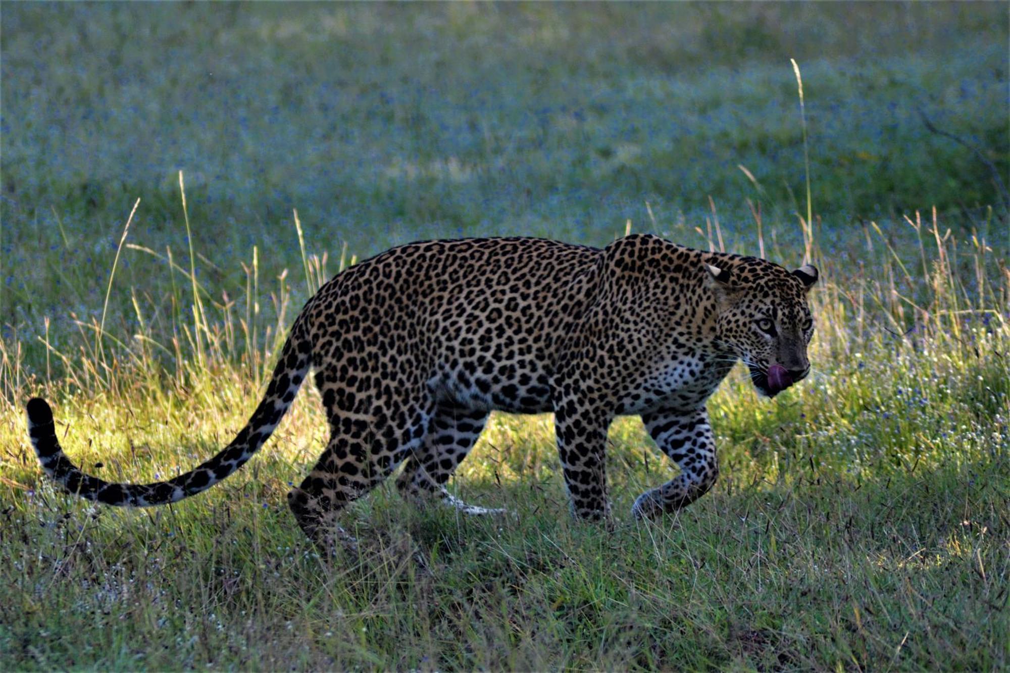 ホテル Yala Eco Bush Camp エクステリア 写真