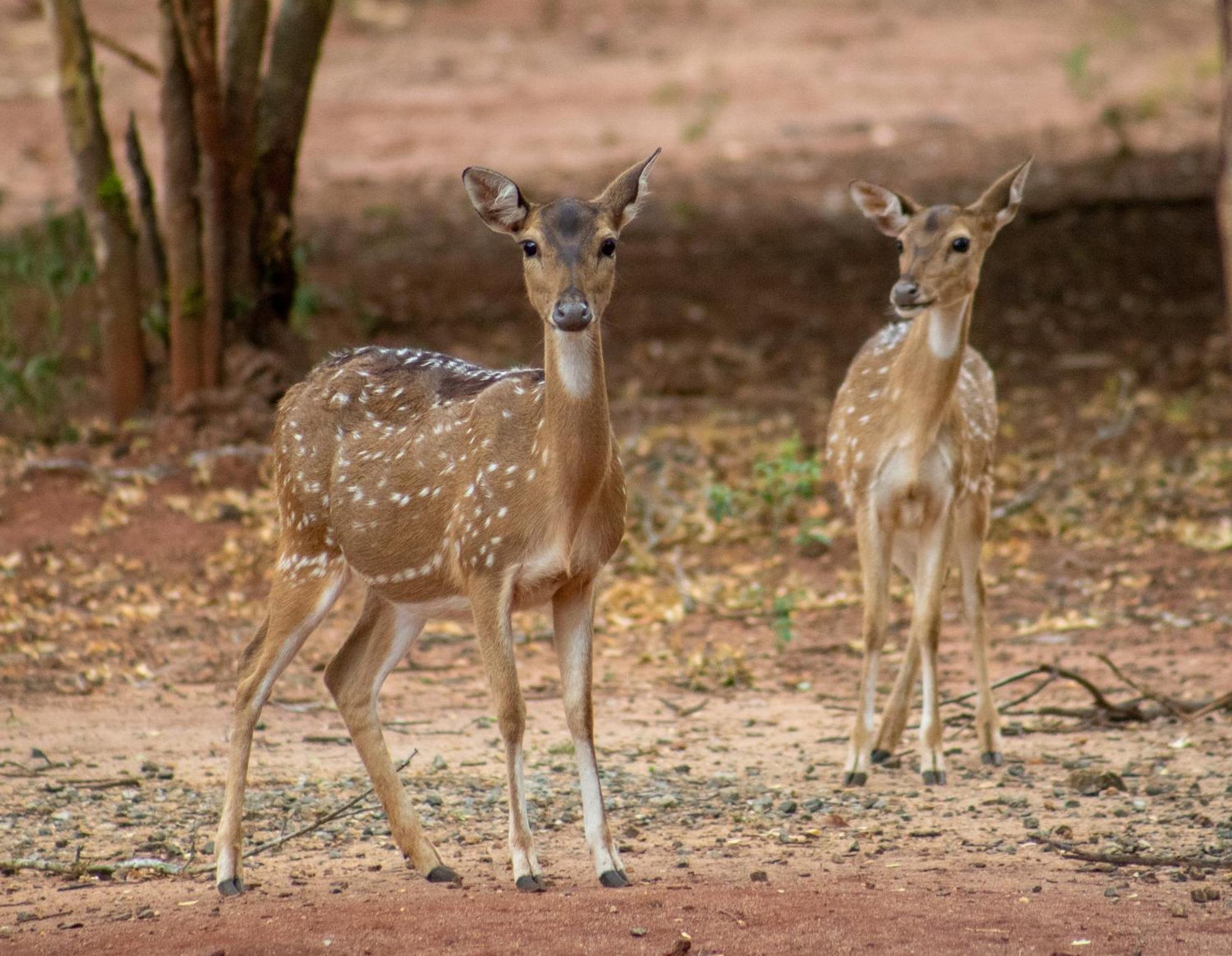 ホテル Yala Eco Bush Camp エクステリア 写真